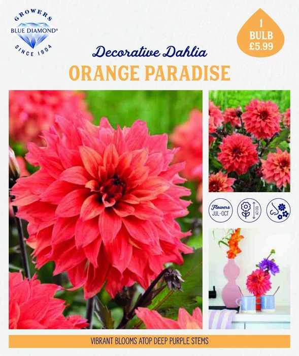 Storytelling Dahlia Orange Paradise