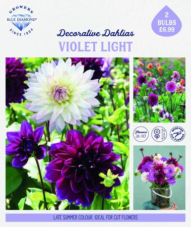 Storytelling Dahlia Violet Night