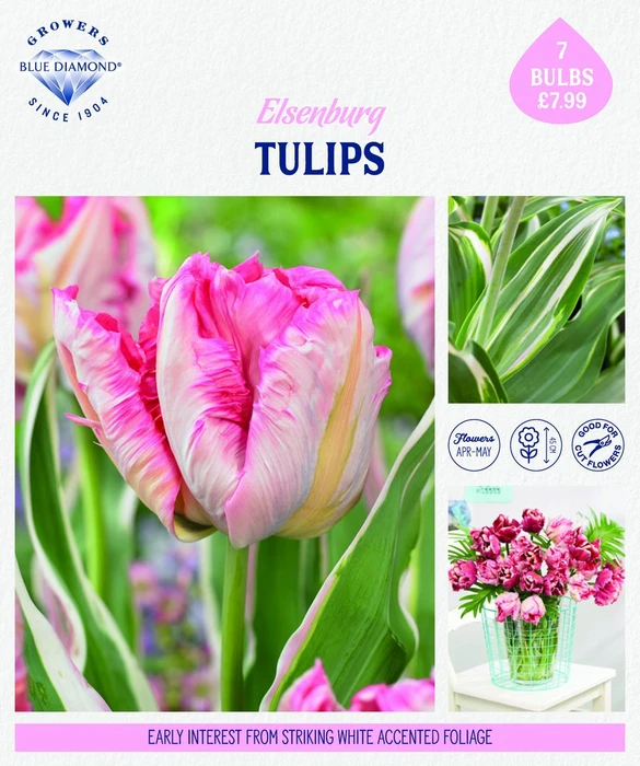 Storytelling Tulip Elsenburg