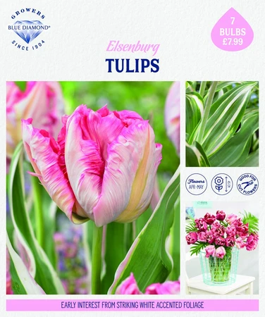 Storytelling Tulip Elsenburg