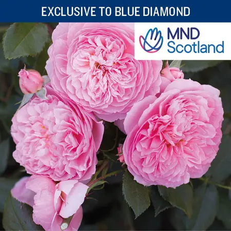 Sunset Isle SHR 4.5L CHAR