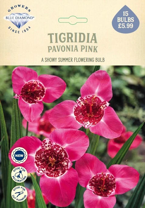 Tigridia Pavonia Pink