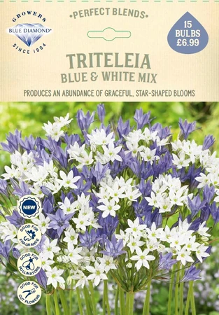 Triteleia Blue and White Mix