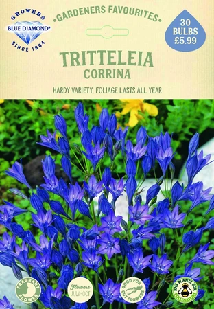 Triteleia Corrina - image 2