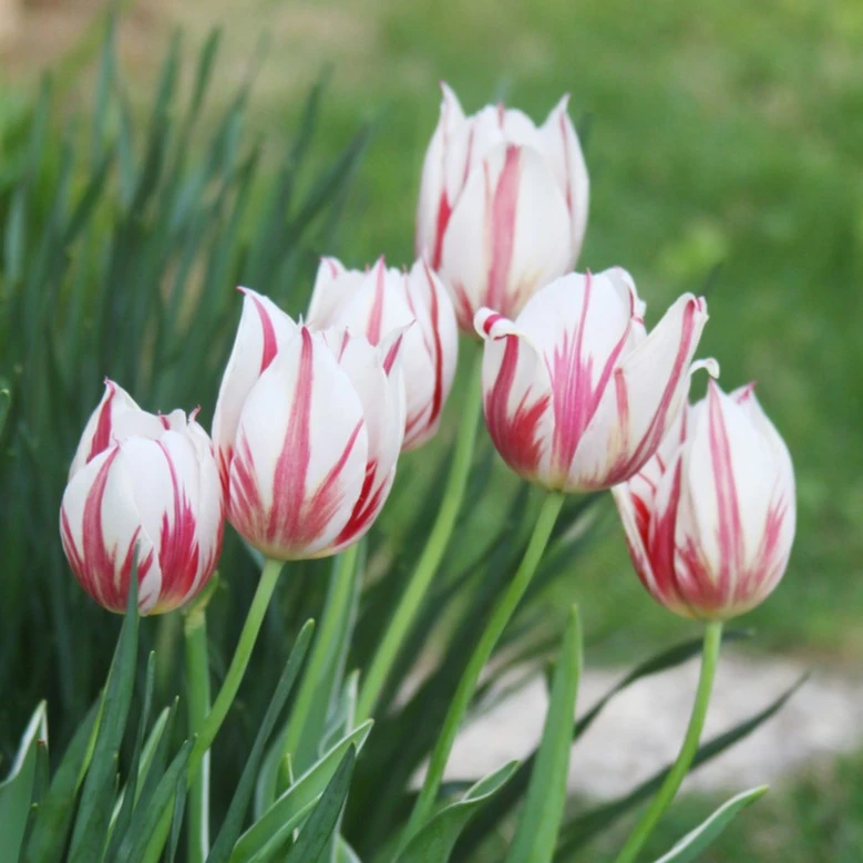 Tulip