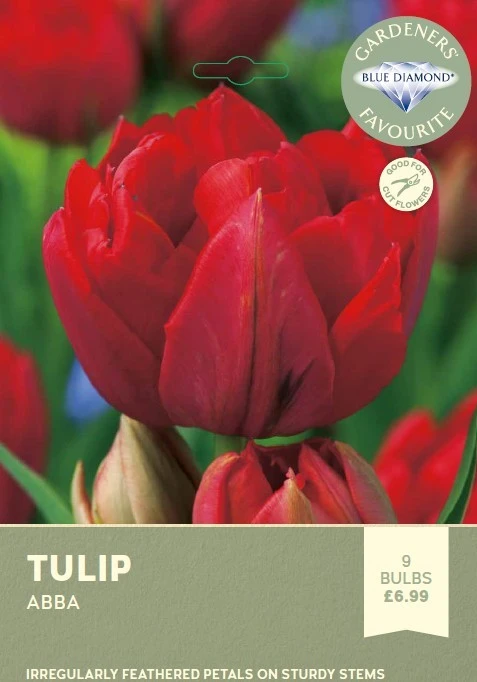 Tulip Abba
