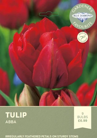 Tulip Abba