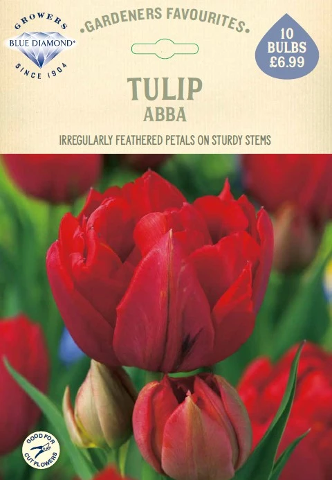 Tulip Abba GF
