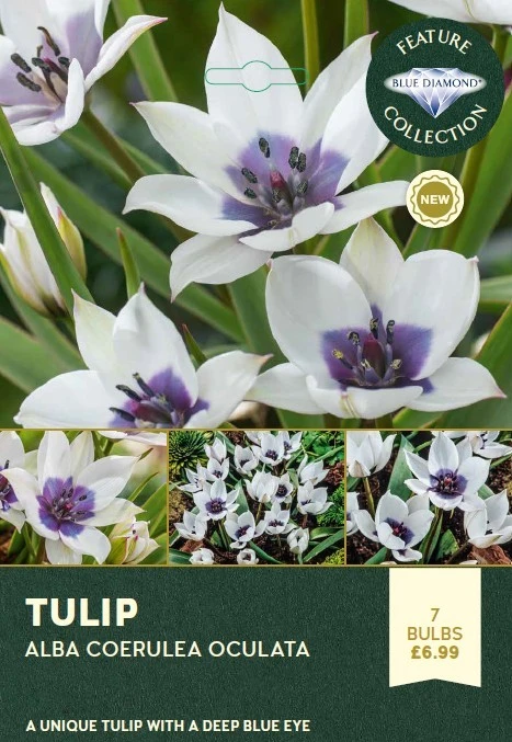 Tulip Alba Coerulea Oculata