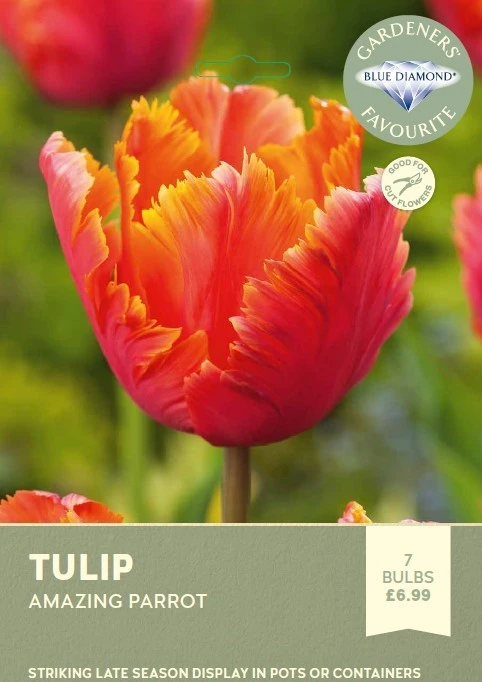 Tulip Amazing Parrot