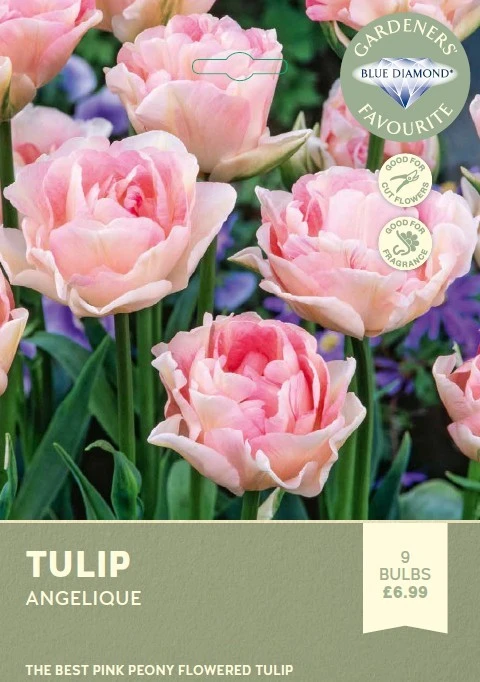Tulip Angelique