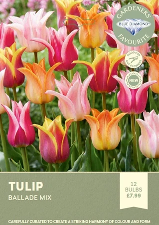 Tulip Ballade Mix