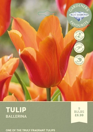 Tulip Ballerina