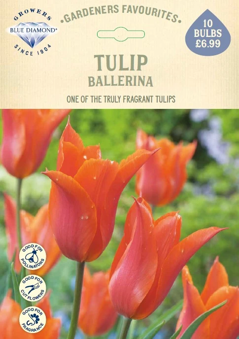 Tulip Ballerina GF - image 1
