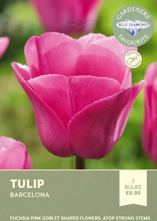 Tulip Barcelona
