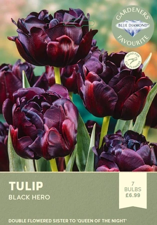 Tulip Black Hero