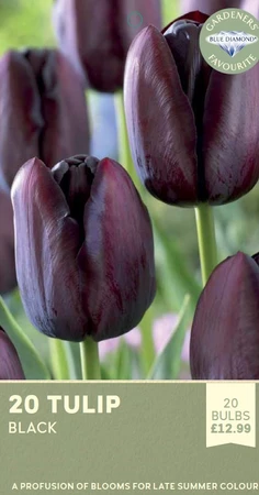 Tulip Black Mix
