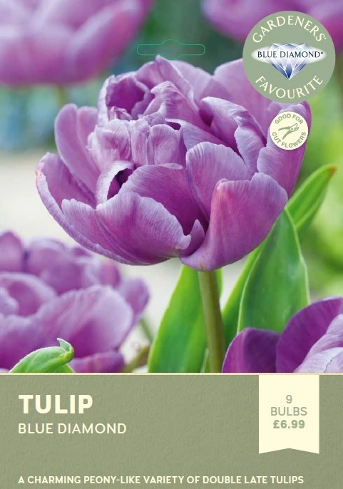 Tulip Blue Diamond