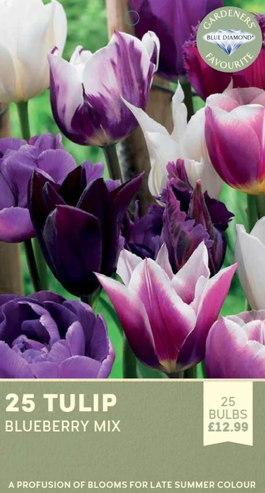 Tulip Blueberry Mix