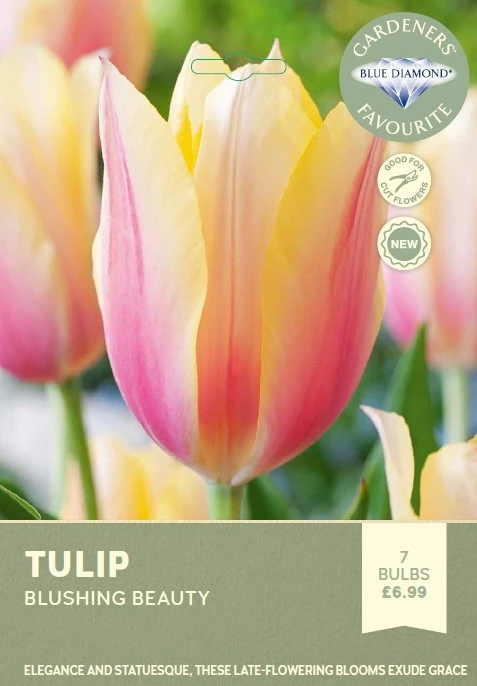 Tulip Blushing Beauty