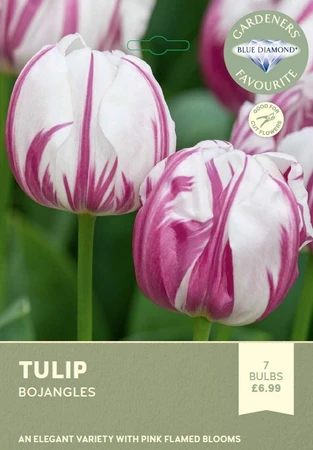 Tulip Bojangles