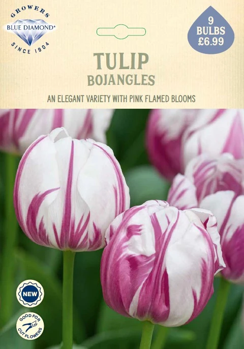 Tulip Bojangles NE