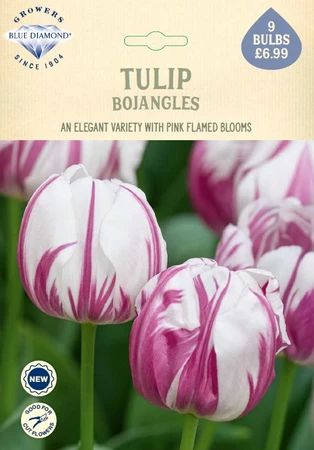 Tulip Bojangles NE