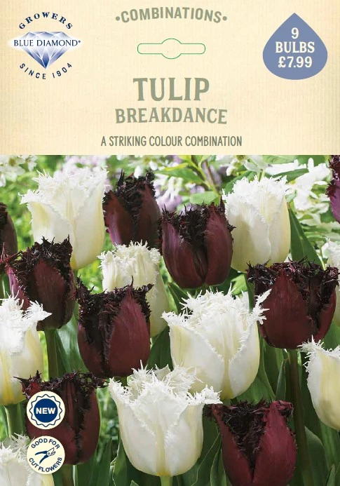 Tulip Breakdance CR
