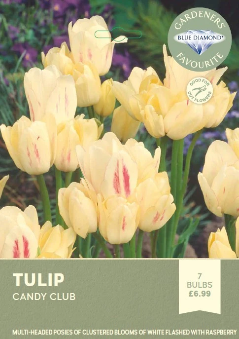 Tulip Candy Club
