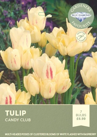Tulip Candy Club