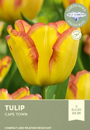 Tulip Cape Town
