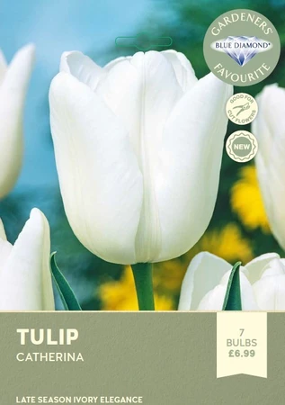 Tulip Catherina