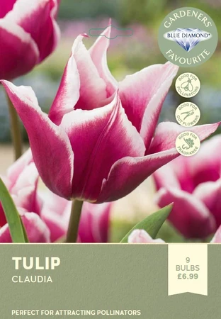 Tulip Claudia