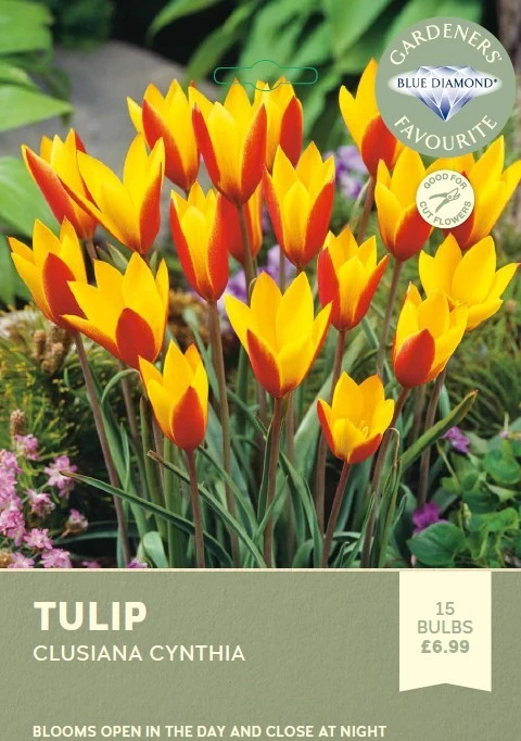 Tulip Clusiana Cynthia