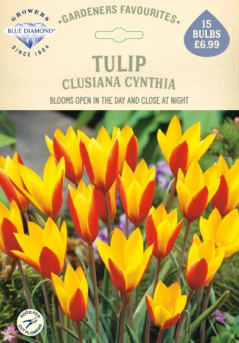 Tulip Clusiana Cynthia GF