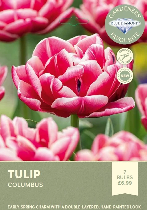 Tulip Columbus