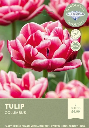 Tulip Columbus