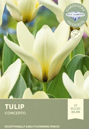 Tulip Concerto