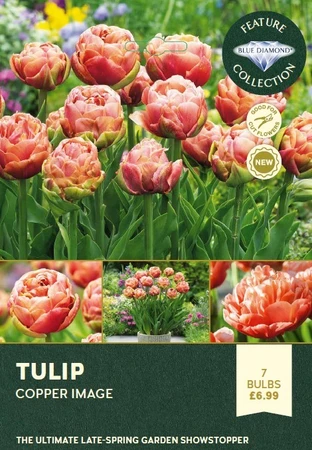 Tulip Copper Image