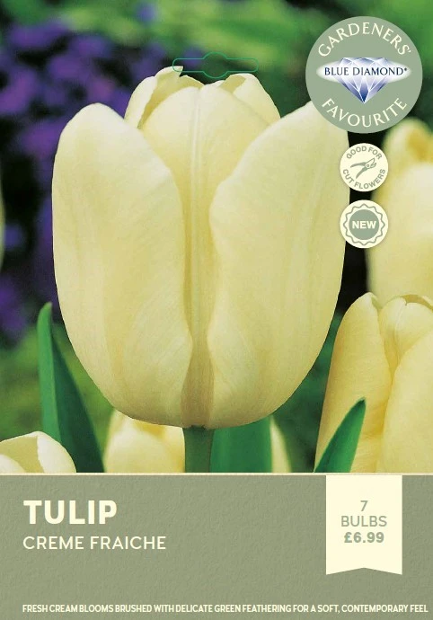 Tulip Creme Fraiche