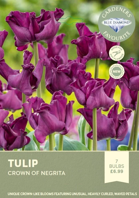 Tulip Crown of Negrita