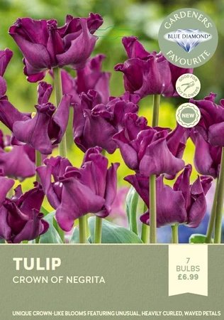 Tulip Crown of Negrita