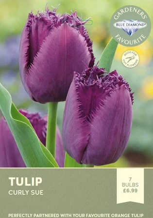 Tulip Curly Sue