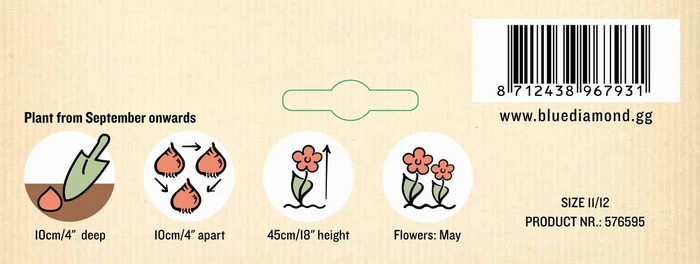 Tulip Curly Sue NE - image 3