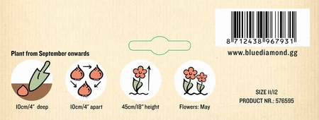 Tulip Curly Sue NE - image 3