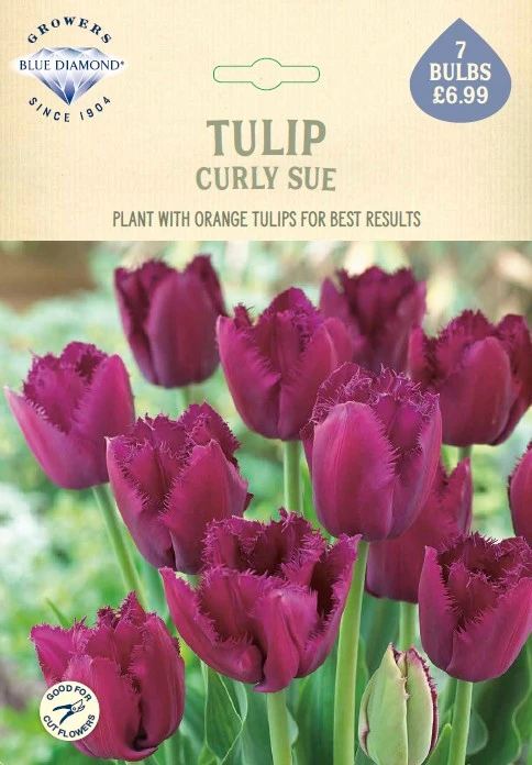 Tulip Curly Sue NE - image 1