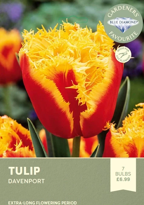 Tulip Davenport