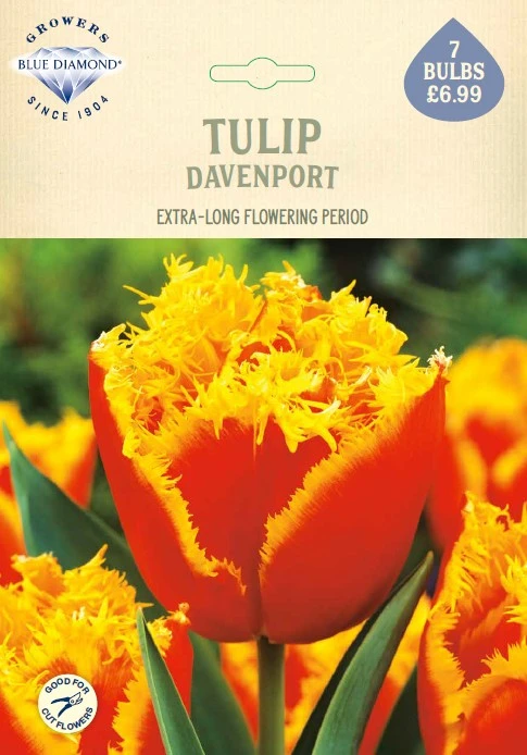 Tulip Davenport NE