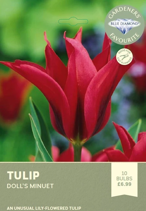 Tulip Dolls Minuet