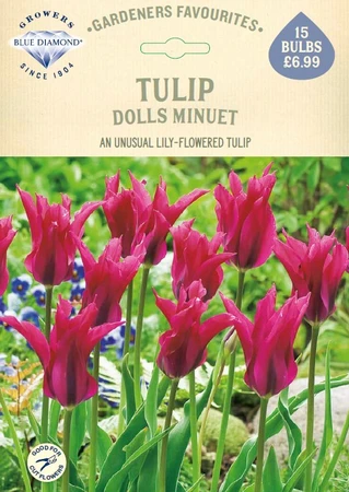 Tulip Dolls Minuet GF - image 1